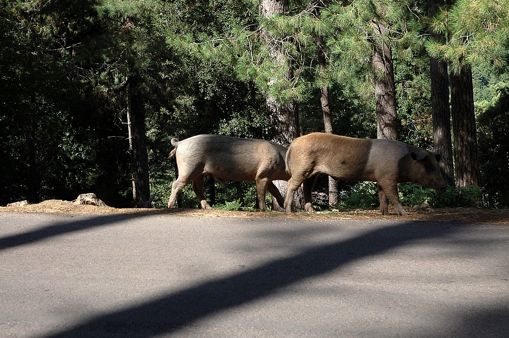 Wilde Schweine unter dem Col de Bavella 1.JPG